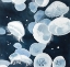 Picture of AURELIA AURITA JELLYFISHES