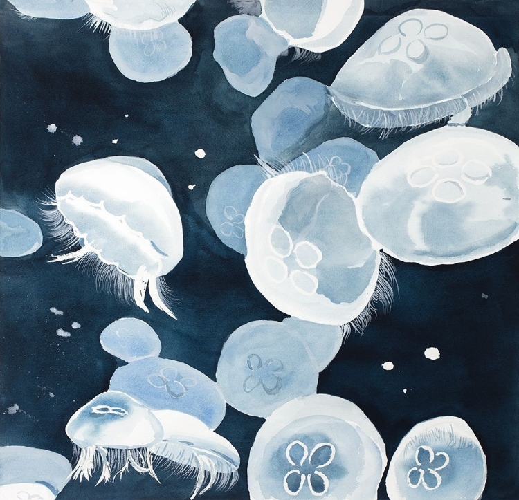 Picture of AURELIA AURITA JELLYFISHES