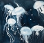 Picture of PELAGIA NOCTILUCA JELLYFISHES