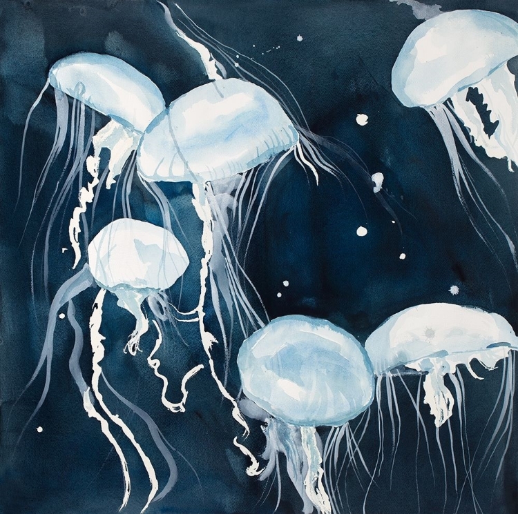 Picture of PELAGIA NOCTILUCA JELLYFISHES