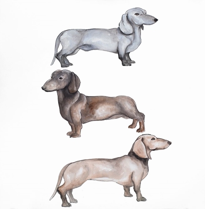 Picture of DACHSHUND DOGS TRIO