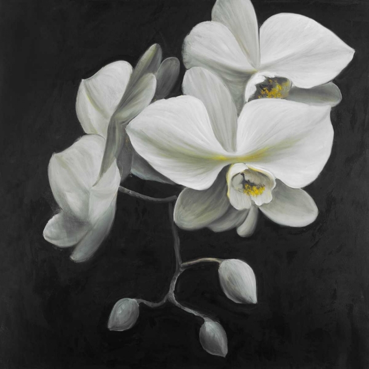 Picture of WHITE ORCHIDS