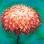 Picture of ABSTRACT DAHLIA FLOWER