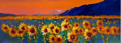 Picture of SUNFLOWER FIELDS