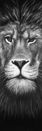 Picture of LION PORTRAIT