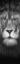Picture of LION PORTRAIT