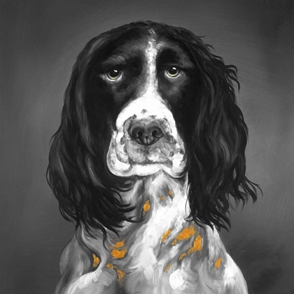 Picture of BEAUTIFUL ENGLISH SPRINGER SPANIEL