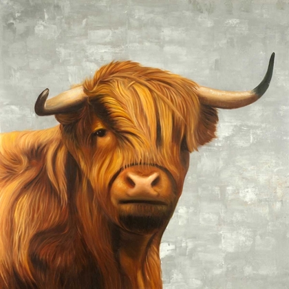 Picture of HIGHLAND CATTLE