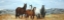 Picture of GROUP OF WILD HORSES