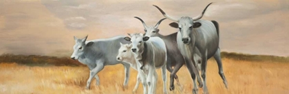 Picture of NGUNI CATTLE