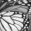 Picture of BLACK AND WHITE MONARCH