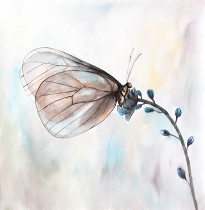 Picture of APORIA CRATAEGI BUTTERFLY
