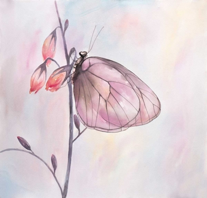 Picture of WATERCOLOR BUTTERFLY