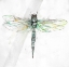 Picture of DRAGONFLY