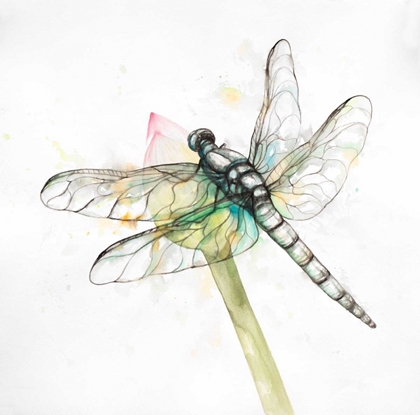 Picture of DRAGONFLY ON A FLOWER BUD