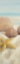 Picture of STARFISH AND SEASHELLS VIEW ON THE BEACH