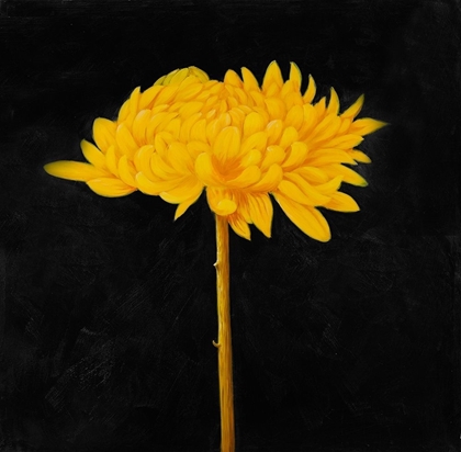 Picture of YELLOW FLOWER IN THE DARK