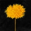 Picture of YELLOW DAHLIA