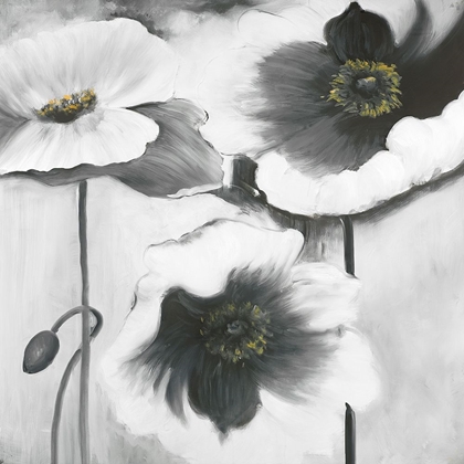 Picture of BLACK AND WHITE FLOWERS