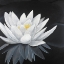 Picture of LOTUS FLOWER WITH REFLECTION