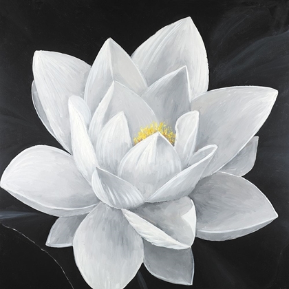 Picture of OVERHEAD VIEW OF A LOTUS FLOWER