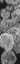 Picture of GRAYSCALE DAHLIAS 