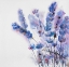 Picture of WATERCOLOR LAVENDER FLOWERS
