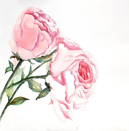 Picture of WATERCOLOR PINK ROSES