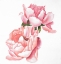 Picture of TWO PINK WATERCOLOR ROSES