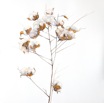 Picture of COTTON FLOWERS BRANCH