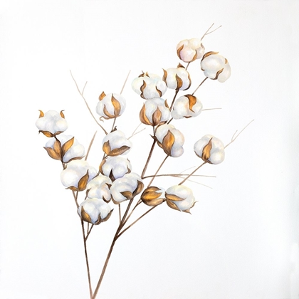 Picture of A BRANCH OF COTTON FLOWERS