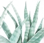 Picture of WATERCOLOR STRIPED DESERT PLANT
