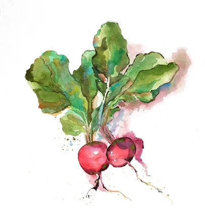 Picture of WATERCOLOR RADISH