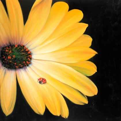 Picture of YELLOW DAISY AND LADYBUG