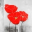 Picture of POPPY FLOWER