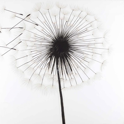 Picture of SILHOUETTE OF DANDELION