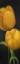 Picture of TWO DAFFODILS FLOWERS