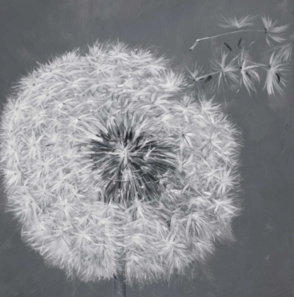 Picture of BLOWING DANDELION