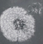 Picture of BLOWING DANDELION