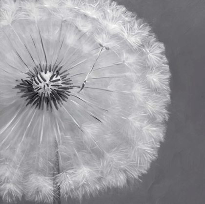 Picture of DANDELION PUFF BALL