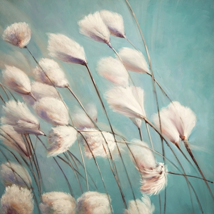 Picture of COTTON GRASS FLOWERS IN THE WIND