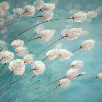 Picture of COTTON GRASS PLANTS IN THE WIND