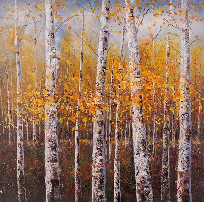 Picture of BIRCHES BY SUNNY DAY