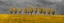 Picture of YELLOW TREES IN A FIELD