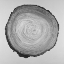 Picture of GRAYSCALE ROUND SHAPED TREE SLAB