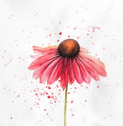 Picture of RED DAISY