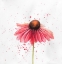 Picture of RED DAISY