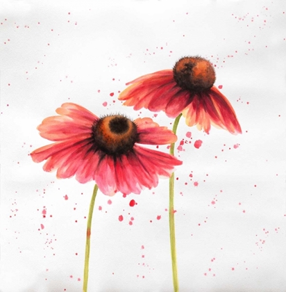 Picture of RED DAISIES