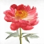 Picture of PINK PEONY