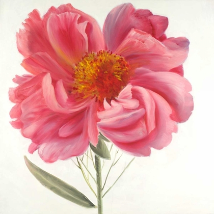 Picture of PINK PEONY FLOWER